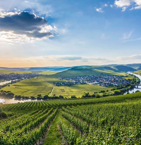 Blick auf die Mosel