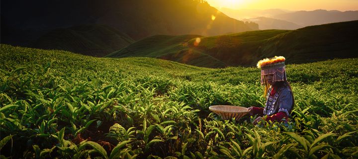 Frau in traditioneller Kleidung pflückt Teeplantagenblätter bei Sonnenaufgang in den Cameron Highlands