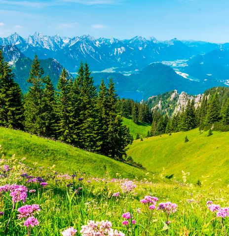 Allgäu Landschaft mit Blumen