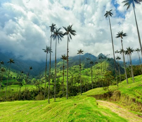 Palmenlandschaft in Kolumbien