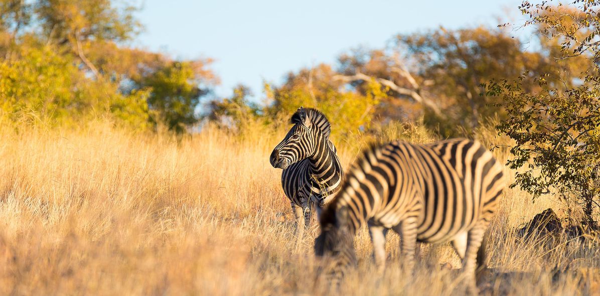 Zebras grasen in der Steppe