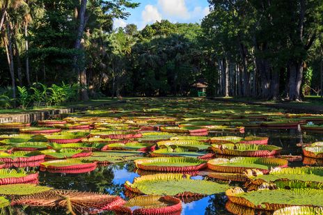 Tropische Pflanzen im Botanischen Garten von Pamplemousses, Mauritius