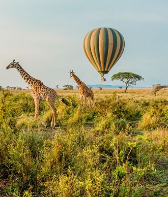 Giraffen in Tansania
