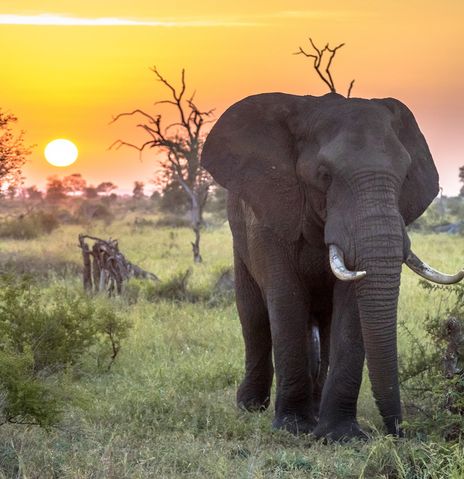 Elefant bei Sonnenuntergang