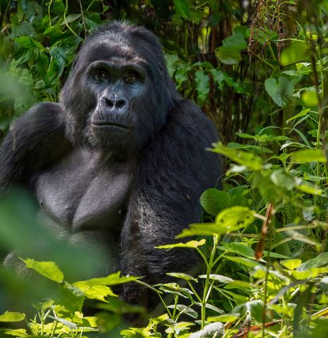 Gorilla in Uganda