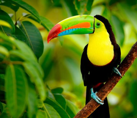 Farbenprächtiger Tukan sitzt auf einem Ast im tropischen Regenwald von Costa Rica