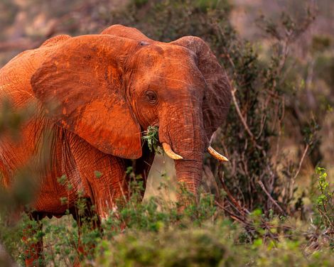 Von der Savanne zum Ozean-1