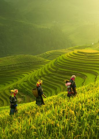 Wanderer auf leuchtend grünen Reisterassen von Mu Cang Chai im Morgenlicht