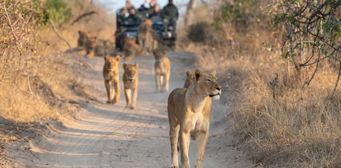 Löwen während einer Safari