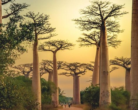 Die Insel der Lemuren und Baobabs-3