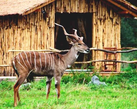 Afrika-Abenteuer im Serengeti-Park-2