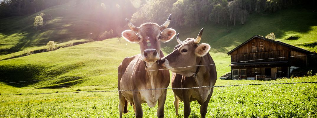 Kühe auf einer Alm in der Schweiz