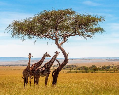 Safari & Strandparadies erleben-0