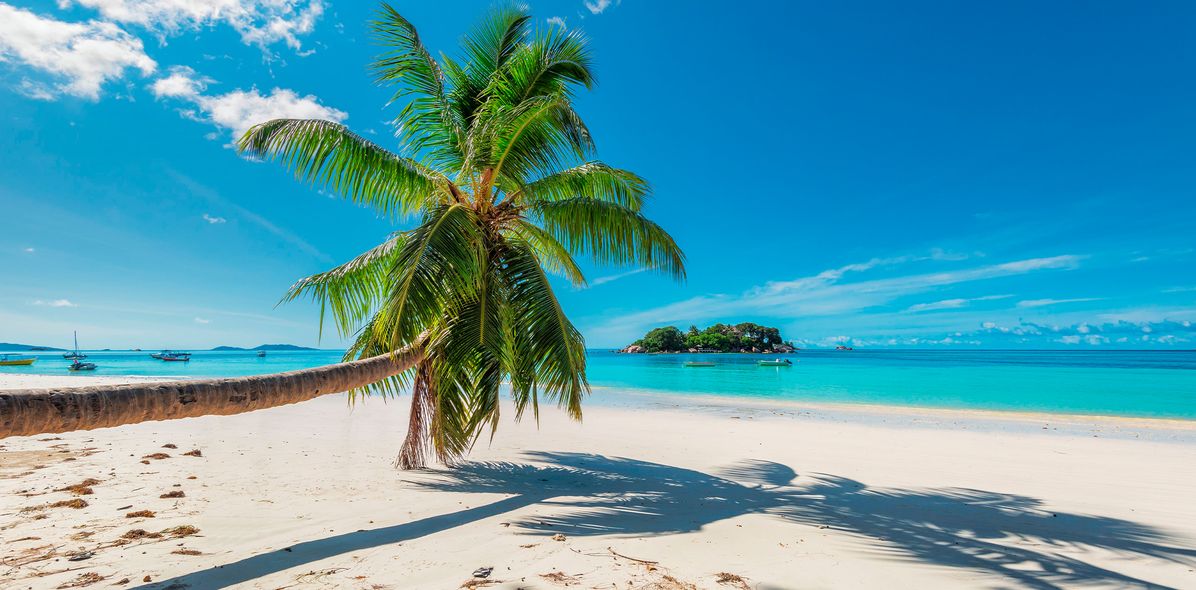 Palme am karibischen Traumstrand