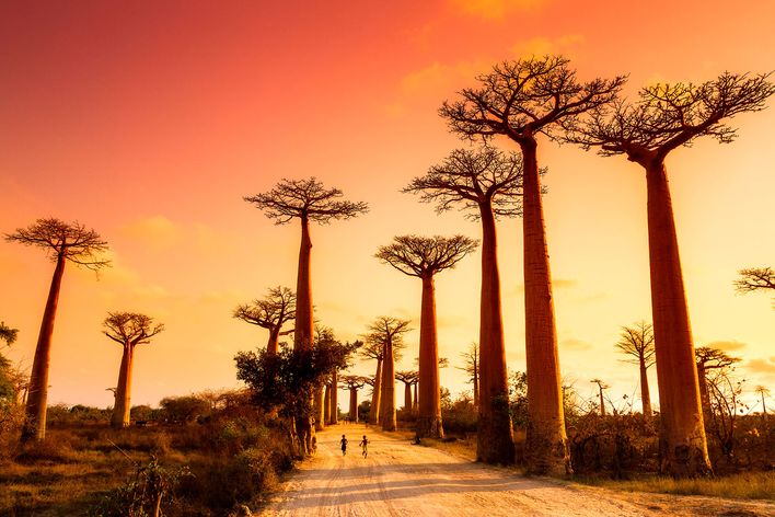 Baobaballee während des Sonnenuntergangs