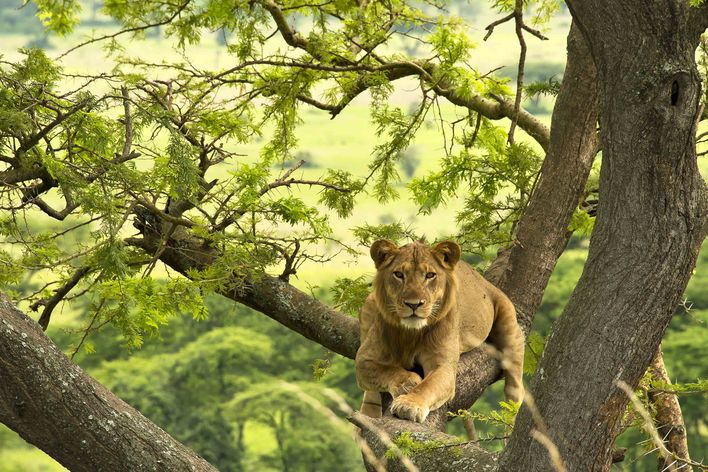 Löwe im Queen Elizabeth Nationalpark in Uganda