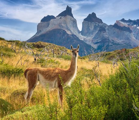 Lama im Torres del Paine Nationalpark