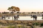 Elefantenherde an einer natürlichen Wasserstelle in der Savanne Namibias