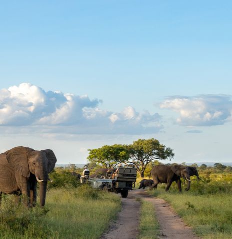 Elefantenherde und Safari-Auto im Sabi Sand Nature Reserve in Südafrika 