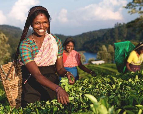 Wo Elefanten wandern und Tempel Geschichten flüstern