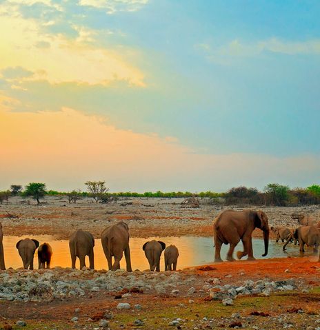 Elefanten am Wasserloch in Namibia