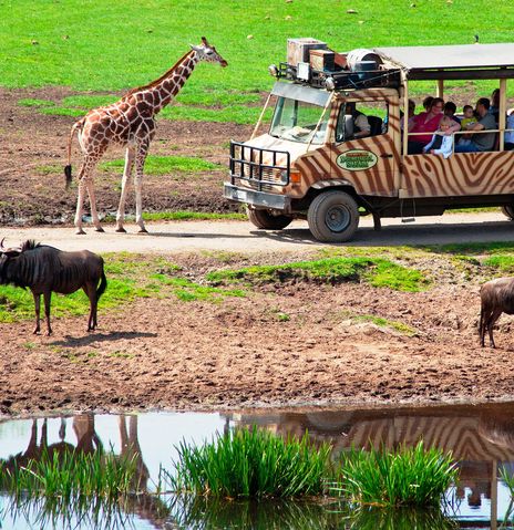 Safari im Serengeti Park in Hodenhagen