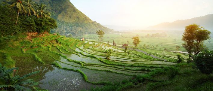 Plantage in Ubud auf Bali 