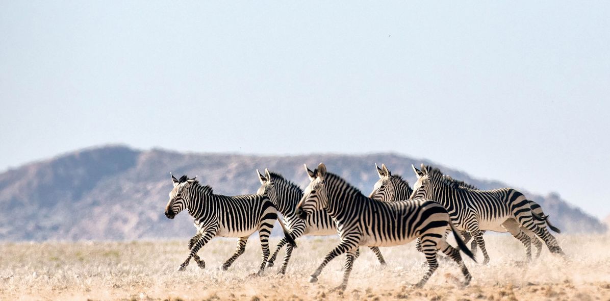 Zebras laufen durch Steppe in Namibia