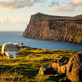 Schafe auf der Isle of Skye