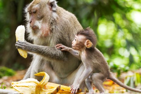 Affen essen Bananen