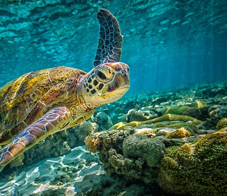Schildkröte im Great Barriere Reef