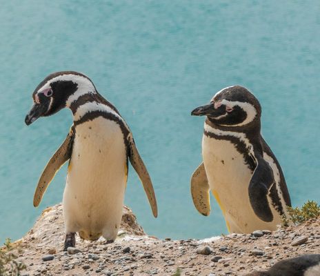 Pinguine in Argentinien