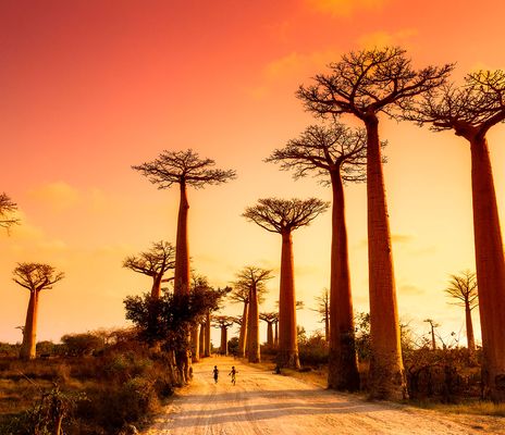 Bäume in Madagaskar