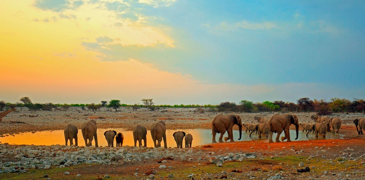Elefanten am Wasserloch im Etosha Nationalpark in Namibia