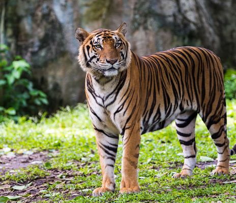 Tiger im Ranthambore Nationalpark