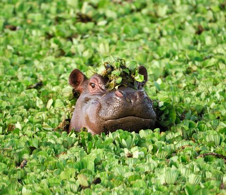 Nilpferd in einem See