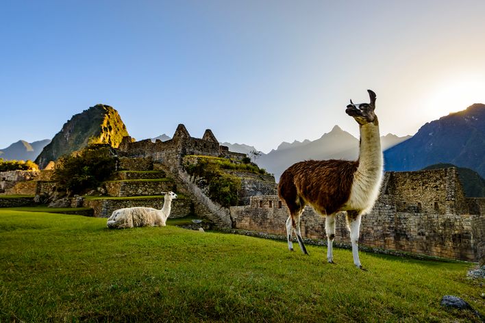 Alpakas in Peru bei Machu Picchu