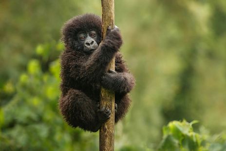 Babygorilla in freier Wildbahn in Uganda