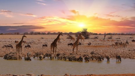 Giraffen und Zebras im Etosha Nationalpark bei Sonnenuntergang