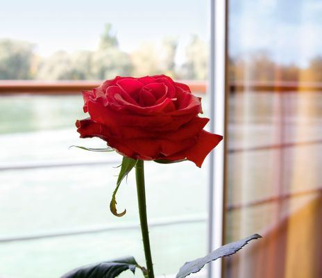 Rose auf A-ROSA Schiff