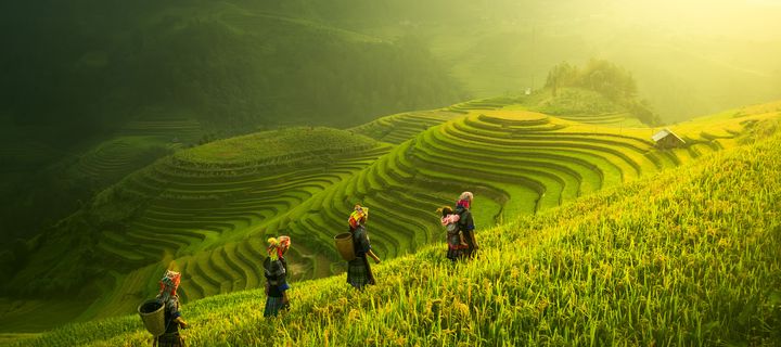 Frauen in Reisfeldern von Vietnam