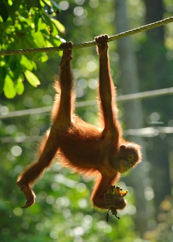 Orang Utan in Malaysia