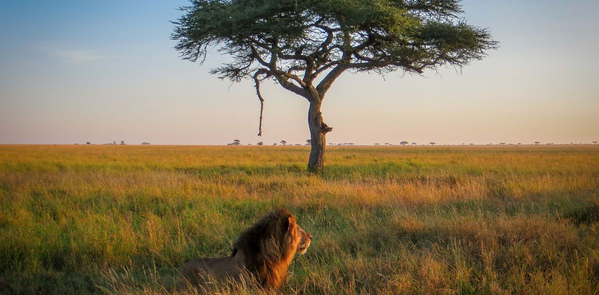 Löwe im Serengeti Nationalpark