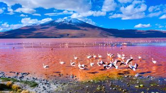 Flamingo am See in Bolivien