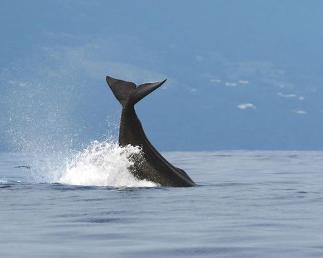 Freiheit auf vier Rädern - die Azoren-Inselwelt wartet-3