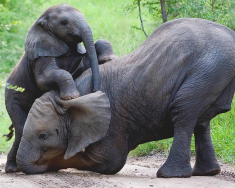 Naturwunder, Safaris & Kapstadtflair