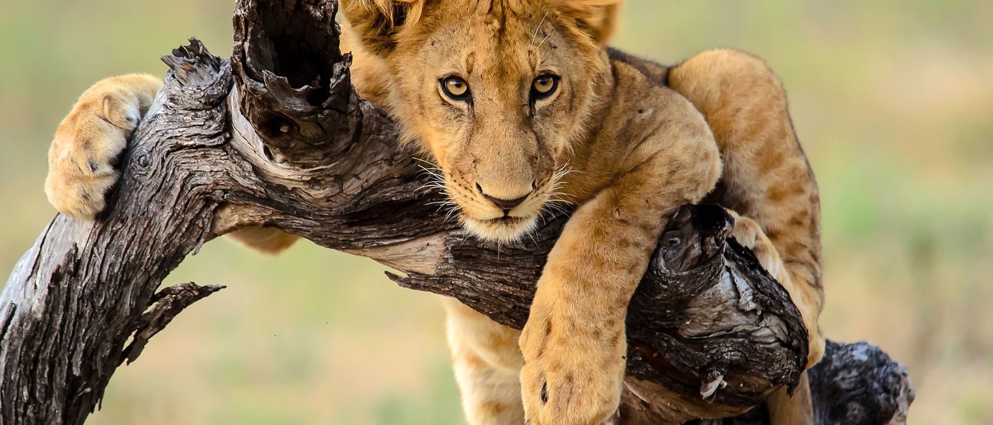 Löwe auf einem Baumstamm