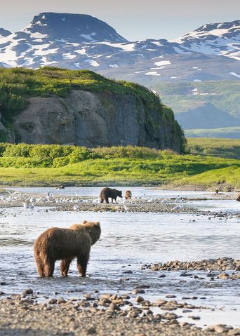 Ein Bär in der Landschaft von Alaska