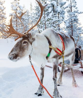 Rentier im Schnee in Schweden