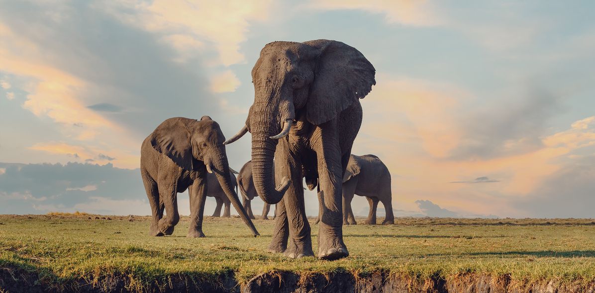 Elefantengruppe in Botswana